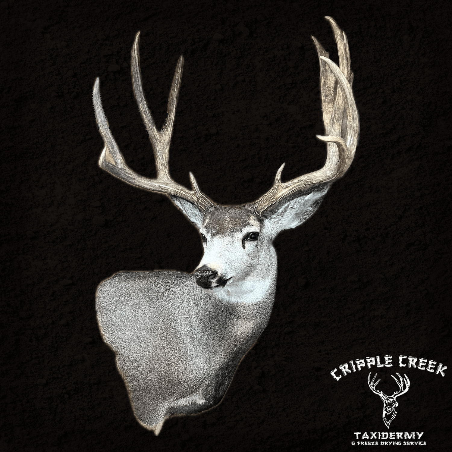 Deer Cripple Creek Taxidermy Murfreesboro TN