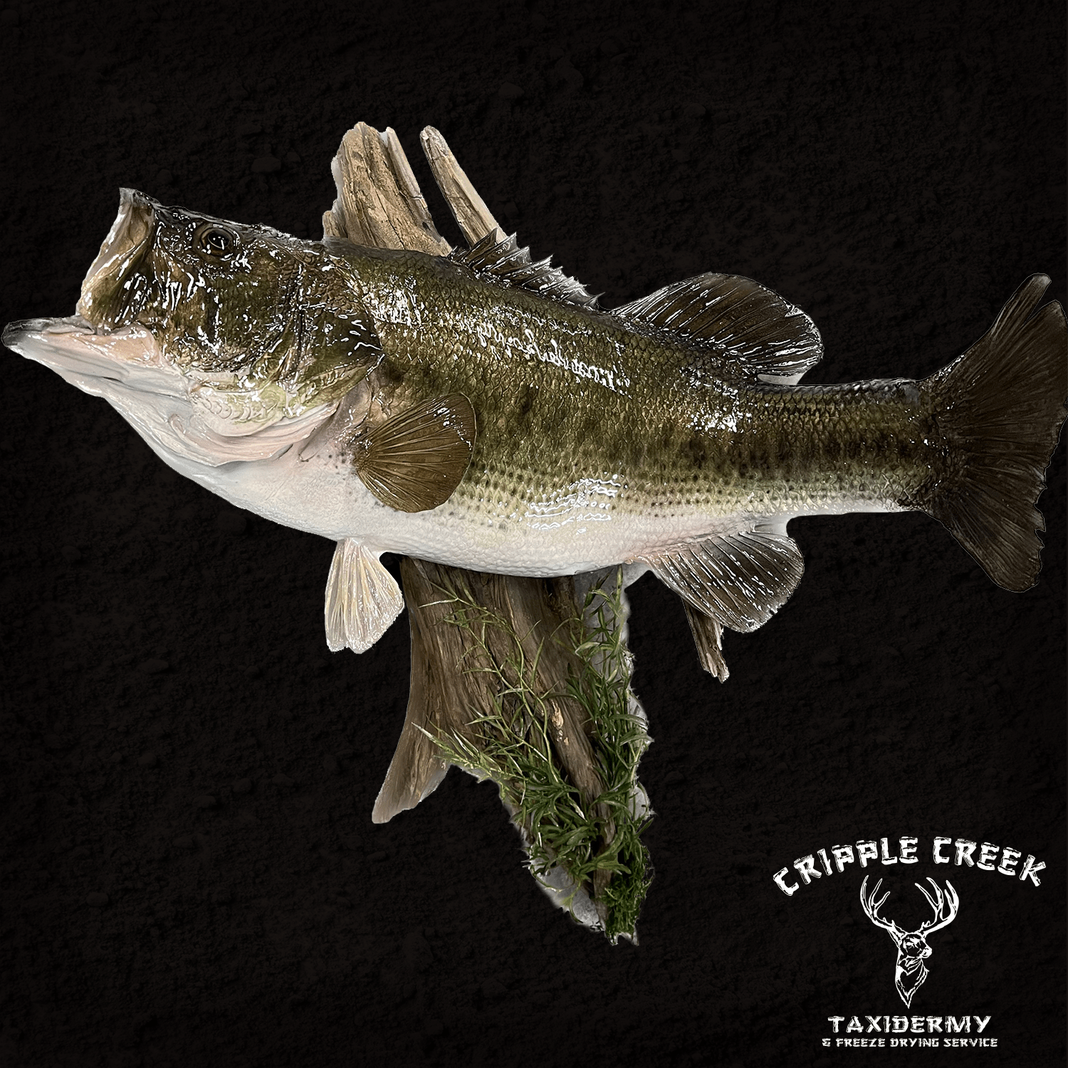 Fish Cripple Creek Taxidermy Murfreesboro TN