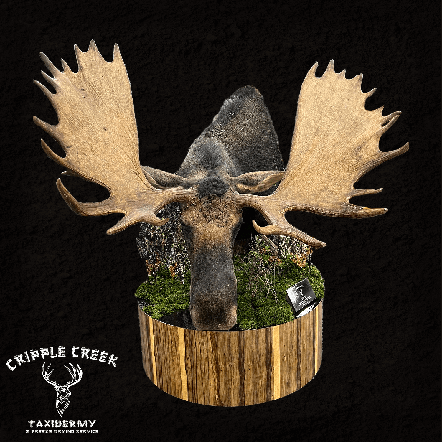 North American Big Game Cripple Creek Taxidermy Murfreesboro TN