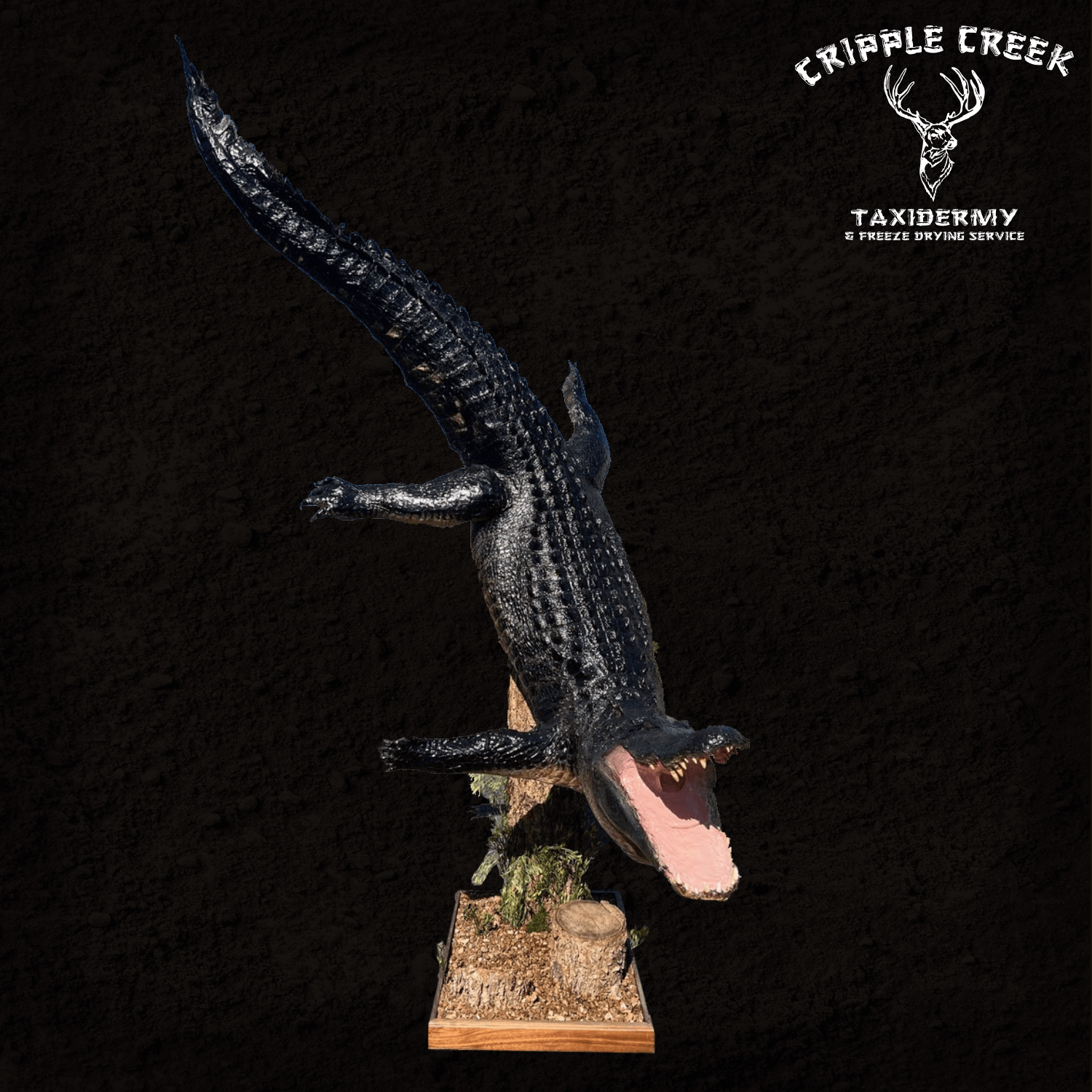 Reptile Cripple Creek Taxidermy Murfreesboro TN