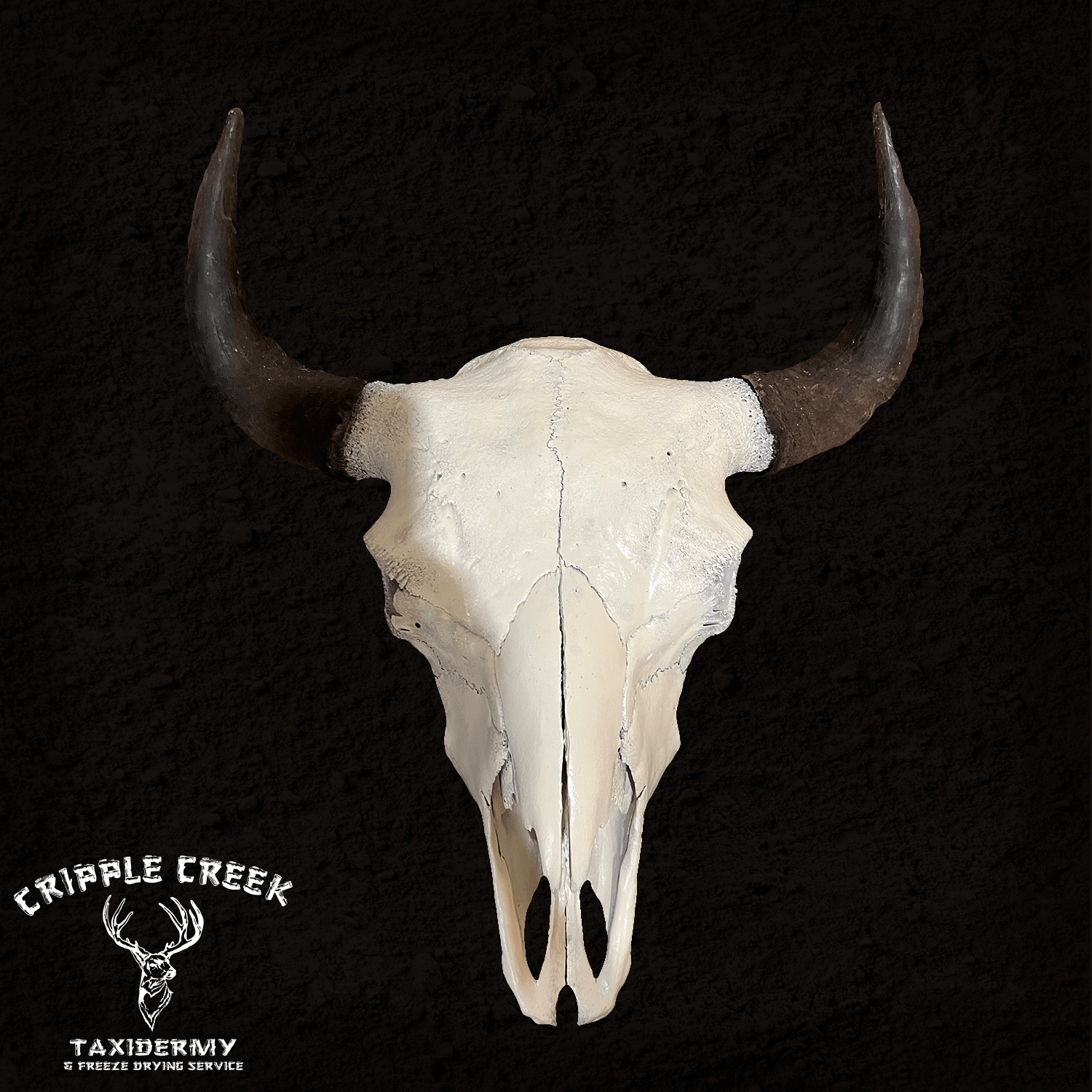 Skull Cripple Creek Taxidermy Murfreesboro TN