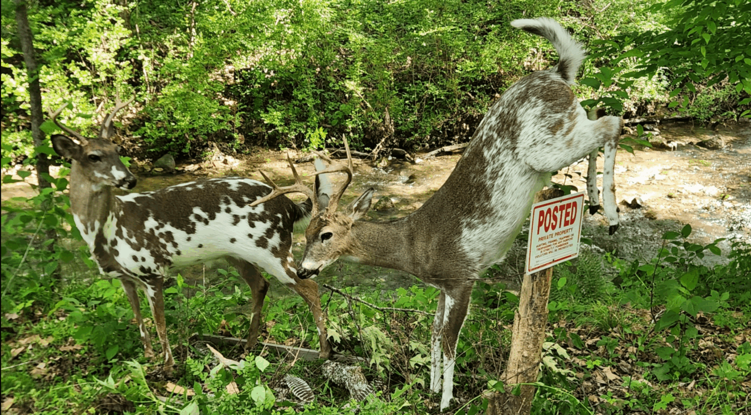 Two posed taxidermy deer in the woods leaping